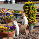 Image for article titled Cats Are the Cutest Guides to Japan